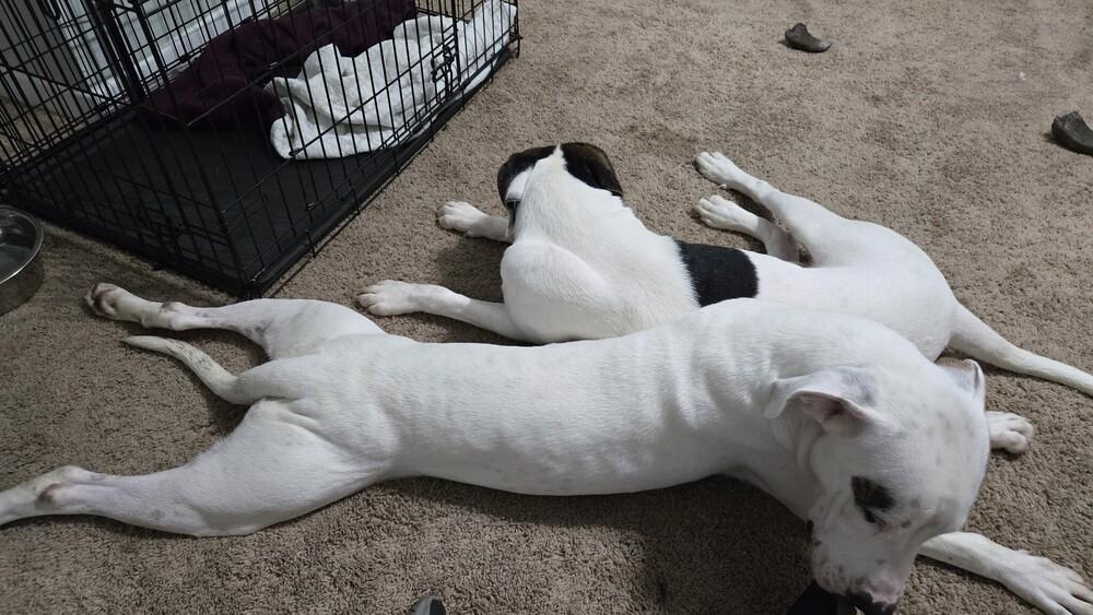 Enlarge Runt, a Adoptable Pointer in Milton, FL image 1/6