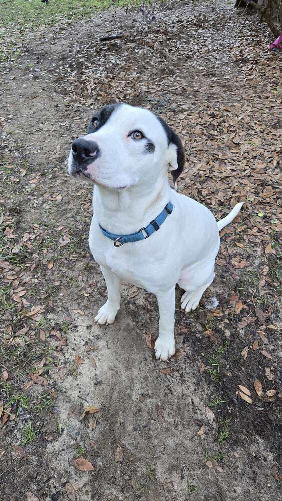 Enlarge Runt, a Adoptable Pointer in Milton, FL image 2/6
