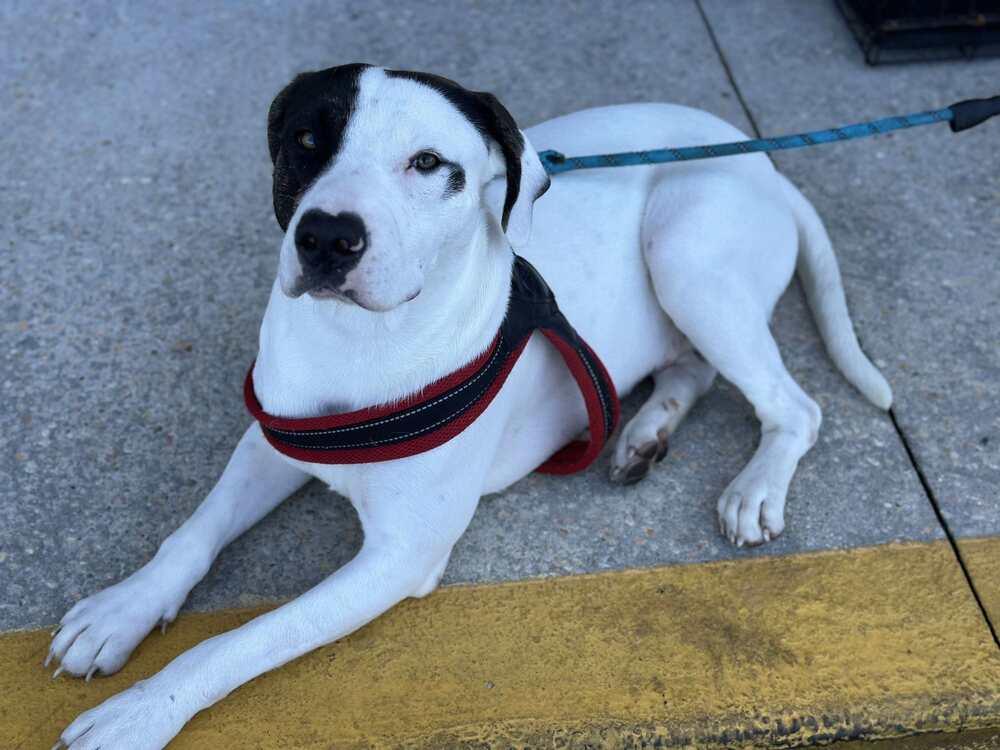 Enlarge Runt, a Adoptable Pointer in Milton, FL image 3/6