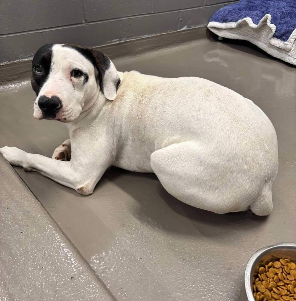 Enlarge Runt, a Adoptable Pointer in Milton, FL image 4/6