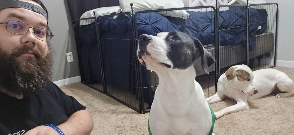 Enlarge Runt, a Adoptable Pointer in Milton, FL image 5/6