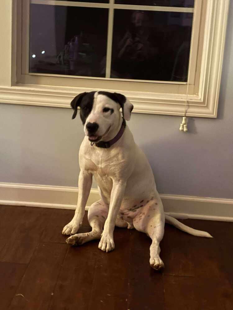 Runt, Adoptable, Young Male Pointer.