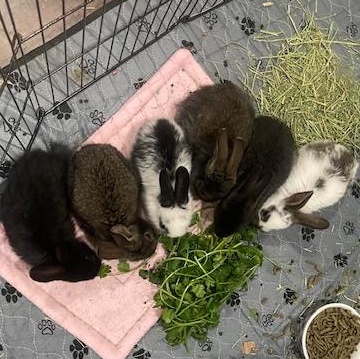 Baby bunnies, ADOPTABLE, Baby Male Lionhead.