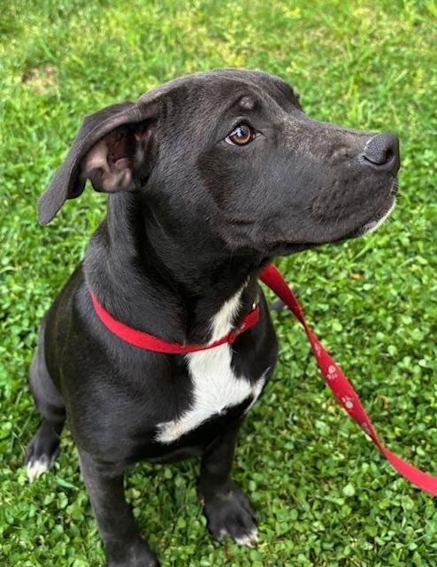 Maple Merry, a Adoptable mixed breed in Woburn, MA image 5/6