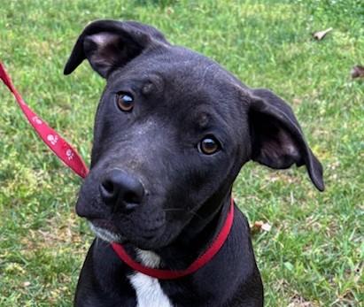 Maple Merry, Adoptable, Puppy Female Labrador Retriever & Hound.
