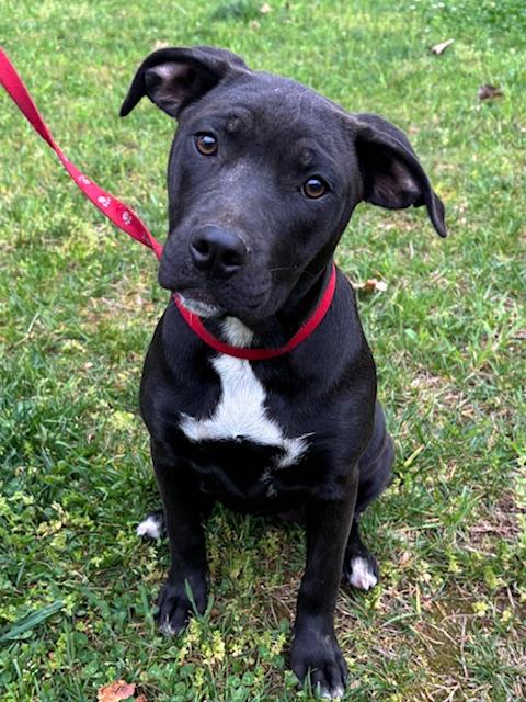 Maple Merry, a Adoptable mixed breed in Woburn, MA image 4/6