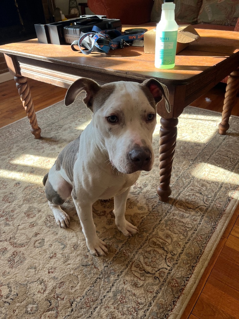 Enlarge Scratchman, a Adopted mixed breed in Pleasant Ridge, MI image 1/6