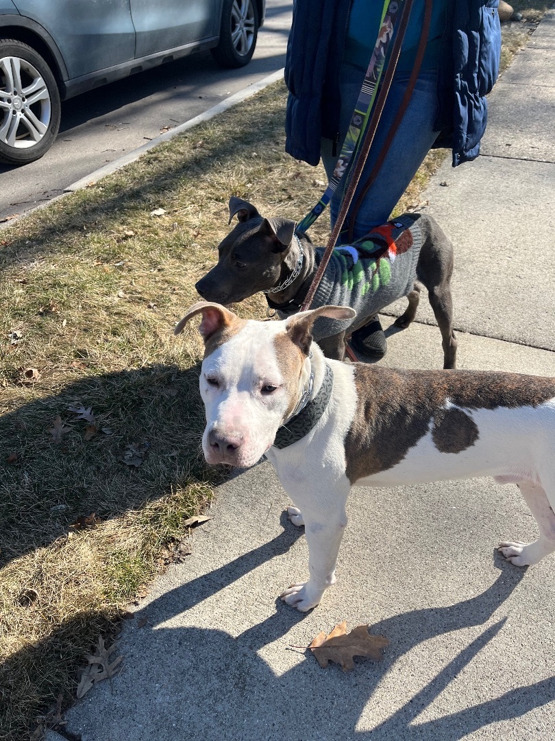 Enlarge Scratchman, a Adopted mixed breed in Pleasant Ridge, MI image 3/6