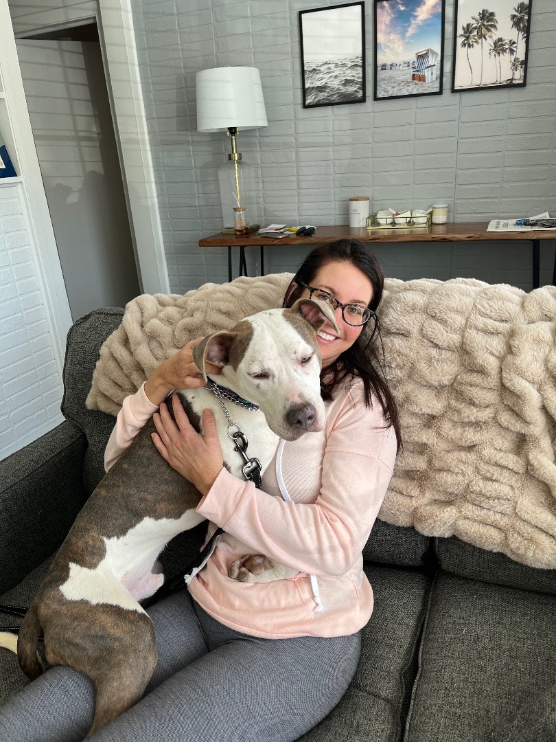 Enlarge Scratchman, a Adopted mixed breed in Pleasant Ridge, MI image 4/6