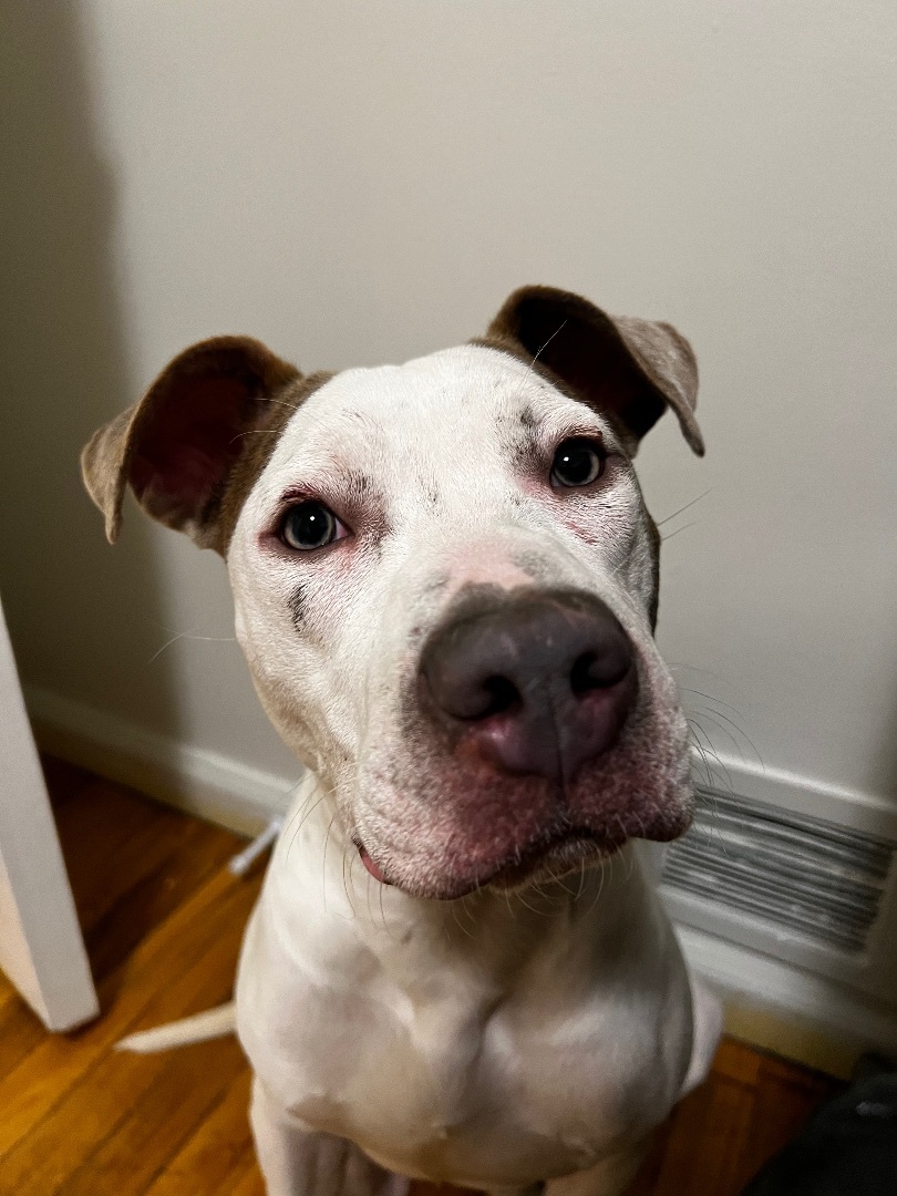 Enlarge Scratchman, a Adopted mixed breed in Pleasant Ridge, MI image 5/6