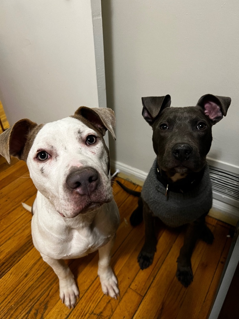 Enlarge Scratchman, a Adopted mixed breed in Pleasant Ridge, MI image 6/6