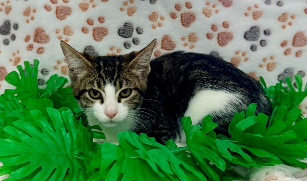 Enlarge Jasper, a Adoptable mixed breed in Brookings, OR image 1/2