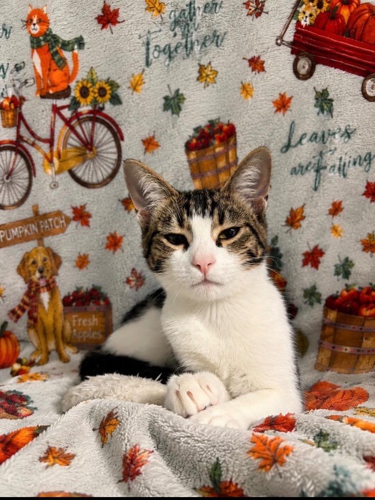 Enlarge Jasper, a Adoptable mixed breed in Brookings, OR image 3/3