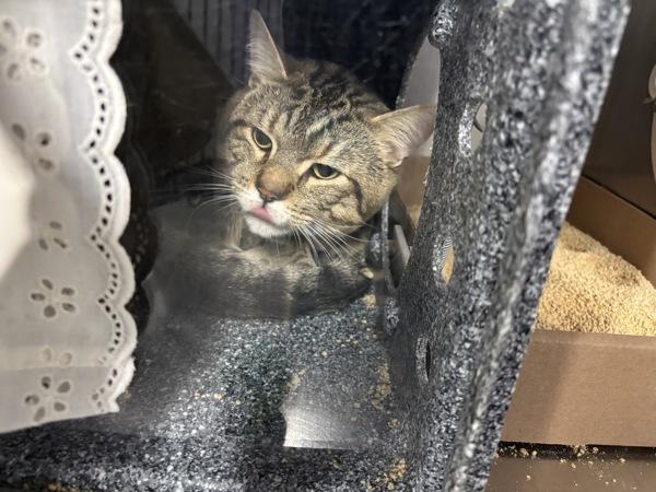 Enrique, Adoptable, Adult Male Domestic Short Hair.
