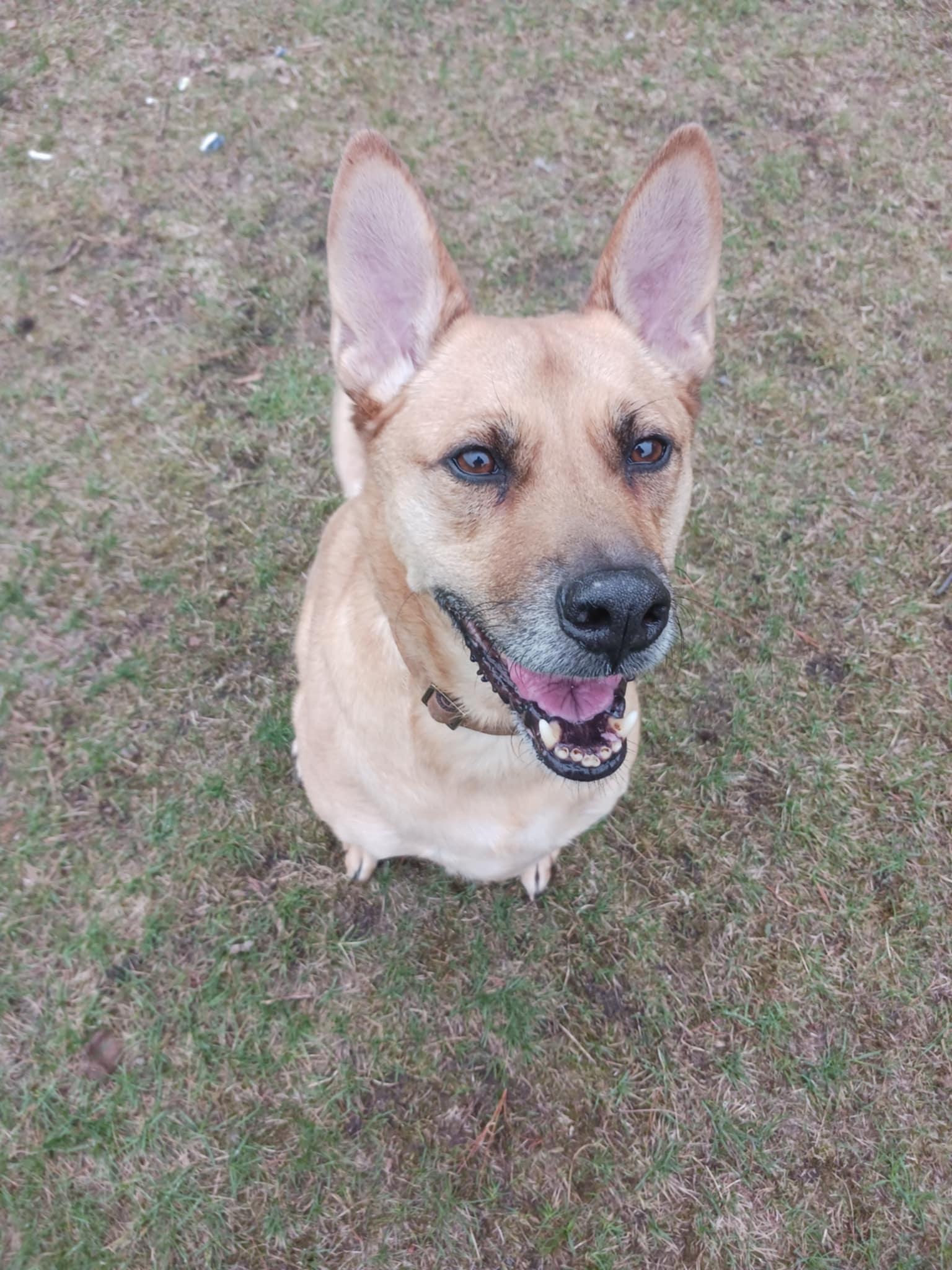 Enlarge Rocco, a ADOPTABLE mixed breed in Orleans, VT image 2/2
