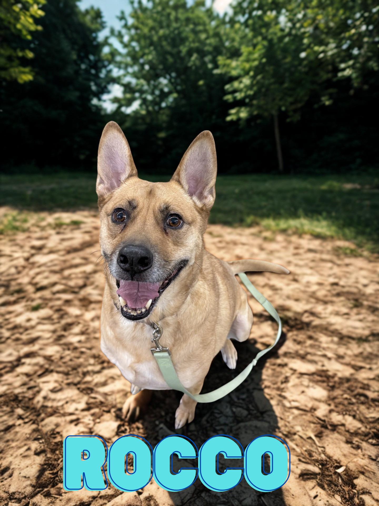 Enlarge Rocco, a ADOPTABLE mixed breed in Orleans, VT image 1/2