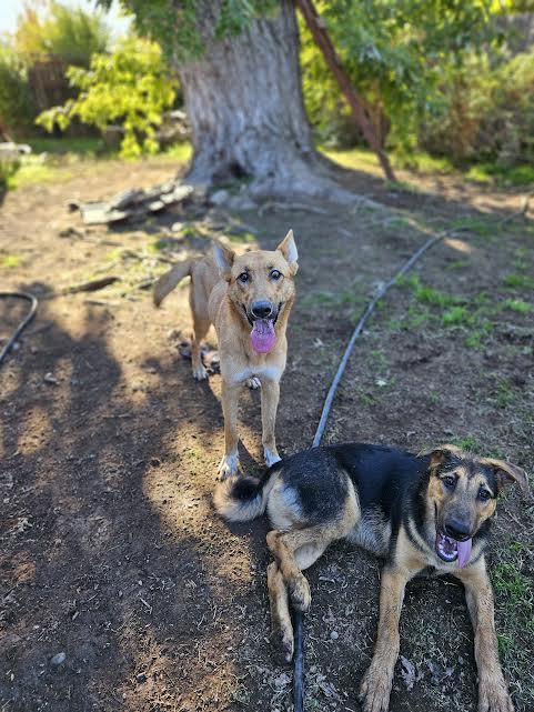Claire, Adoptable, Young Female German Shepherd Dog & Carolina Dog.