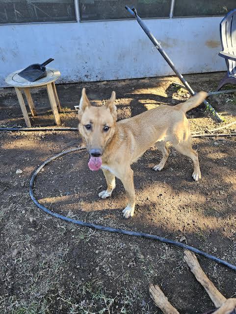 Claire, a Adoptable mixed breed in Arvada, CO image 3/6