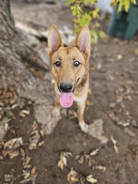 Claire, a Adoptable mixed breed in Arvada, CO image 1/6