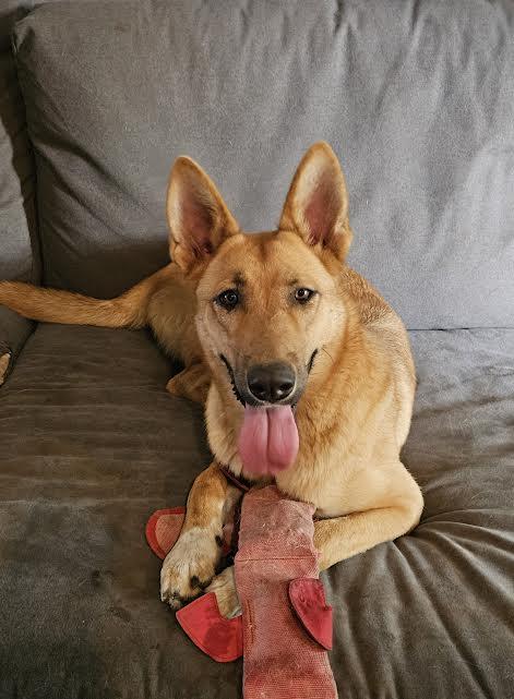 Claire, a Adoptable mixed breed in Arvada, CO image 4/6