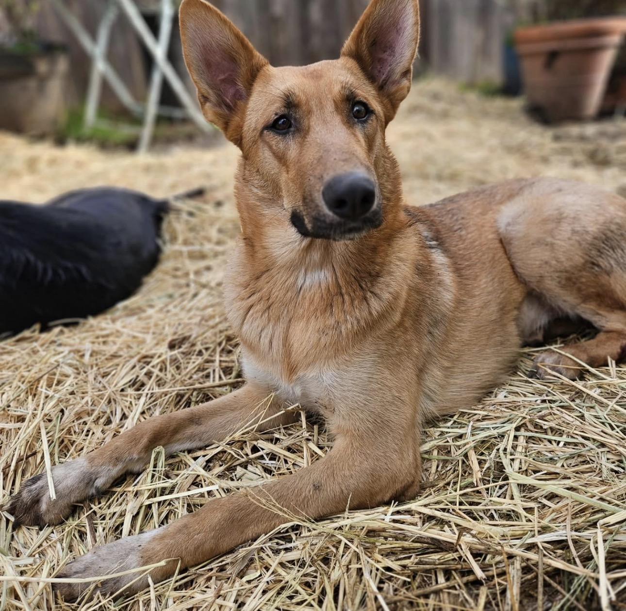 Claire, Adoptable, Young Female German Shepherd Dog & Carolina Dog.