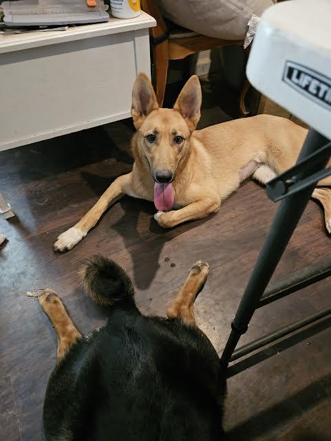 Claire, a Adoptable mixed breed in Arvada, CO image 5/6