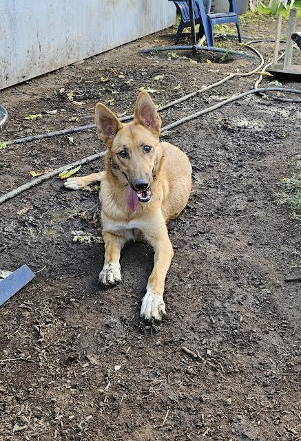 Claire, a Adoptable mixed breed in Arvada, CO image 6/6