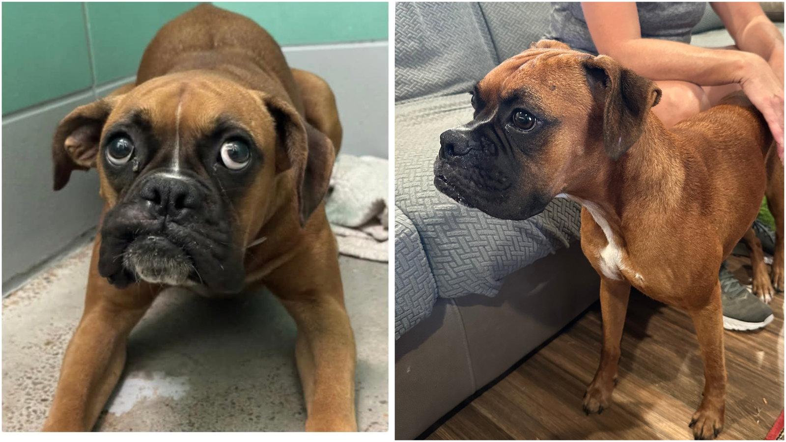 Reyna, Adopted, Young Female Boxer.