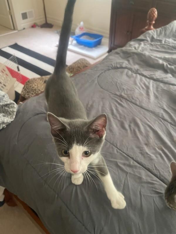 Scout - Super friendly and Loves Cuddles, a Adopted mixed breed in Ringoes, NJ image 1/2