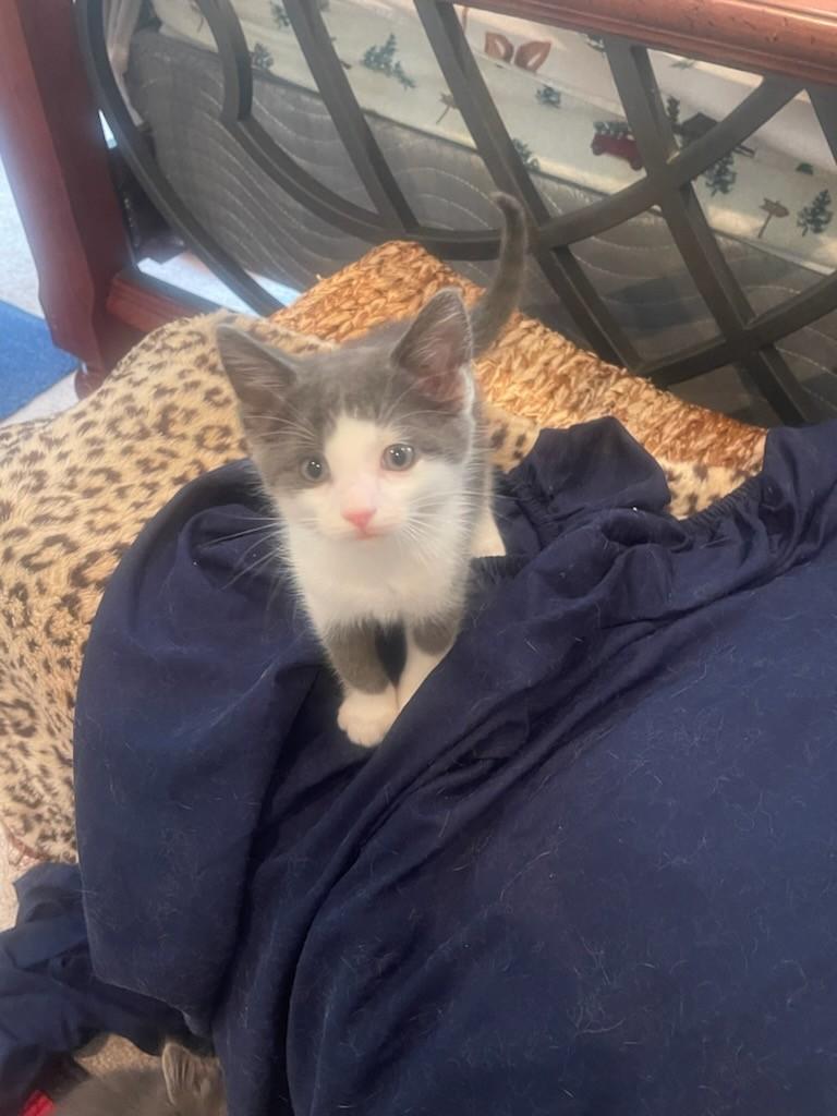 Scout - Super friendly and Loves Cuddles, a Adopted mixed breed in Ringoes, NJ image 2/2