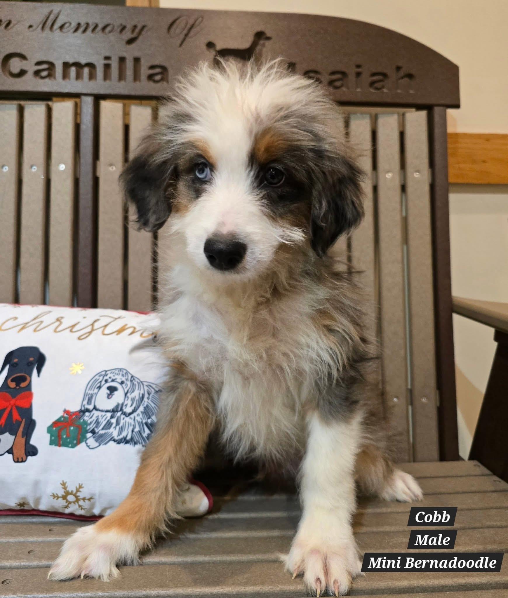 Enlarge Cobb, a ADOPTABLE Bernedoodle in St. Clairsville, OH image 1/1