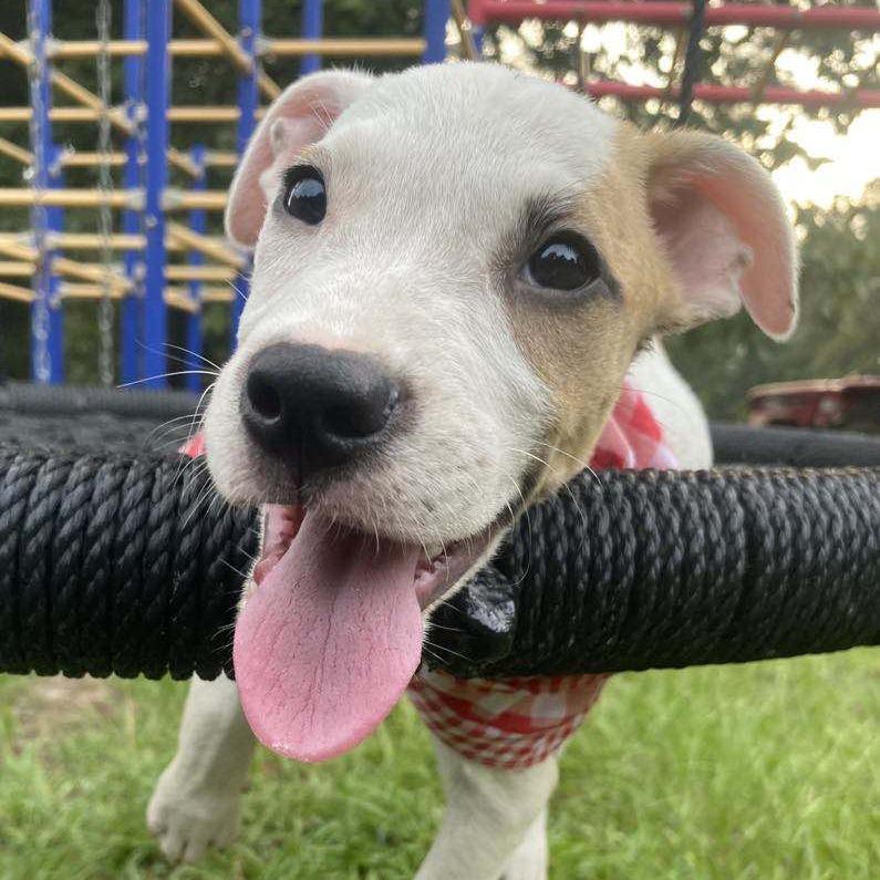 Trooper, Adoptable, Young Male Mixed Breed.