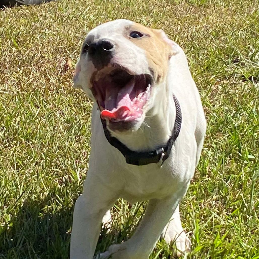Enlarge Trooper, a Adoptable Mixed Breed in Topsham, VT image 2/5