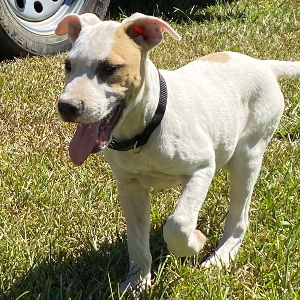 Enlarge Trooper, a Adoptable Mixed Breed in Topsham, VT image 5/5