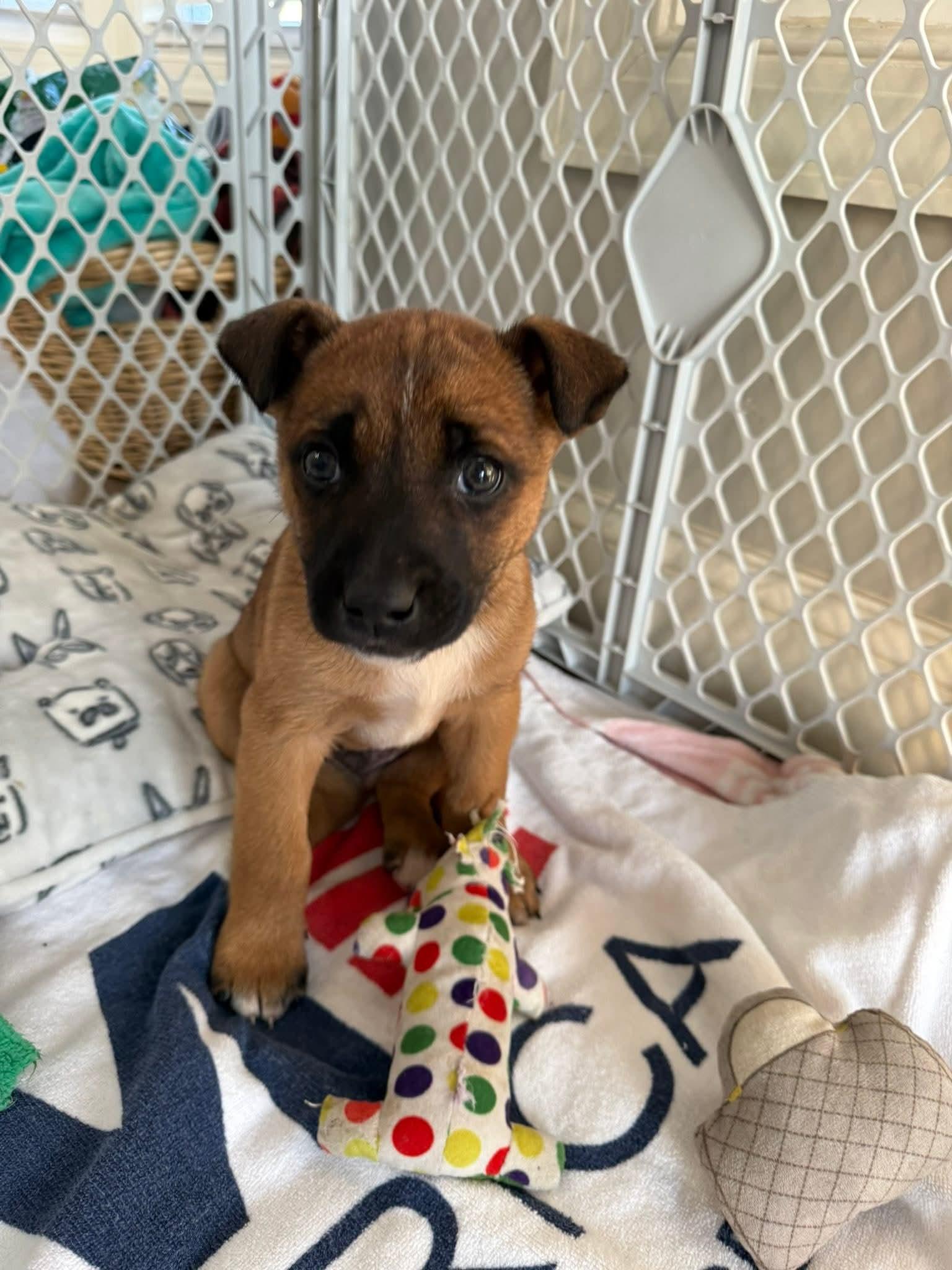 Leo, Adoptable, Puppy Male Mixed Breed.