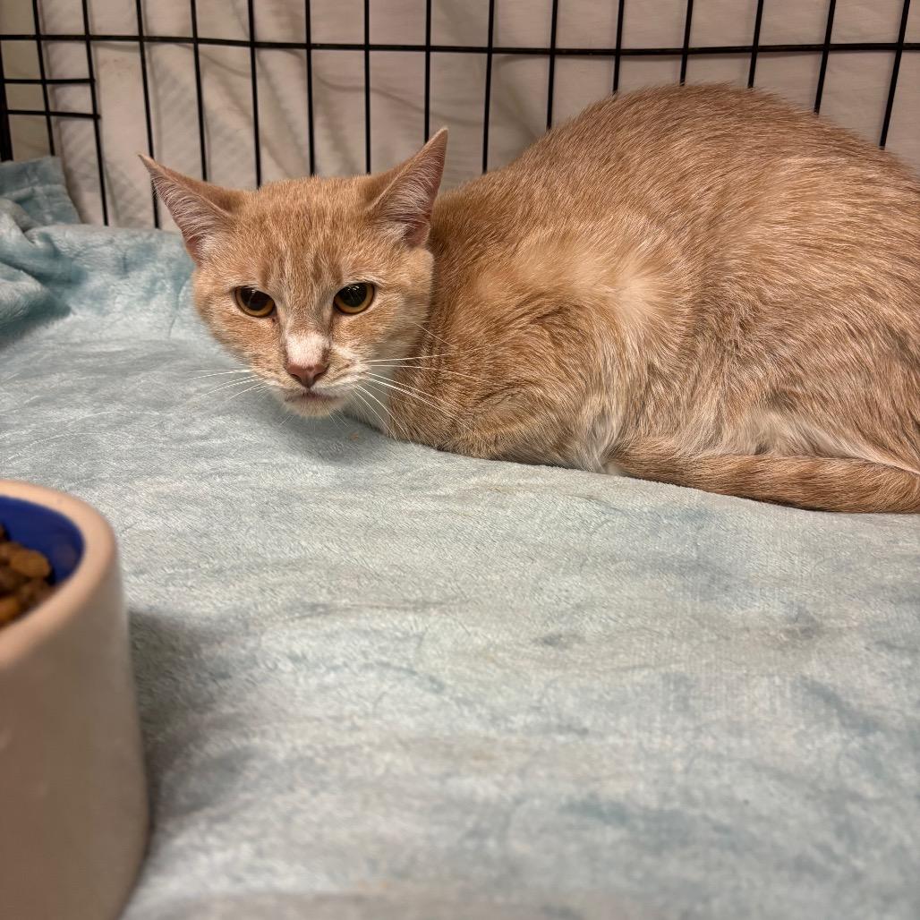 Enlarge Scotch, a Adoptable Domestic Short Hair in Hinesville, GA image 1/2