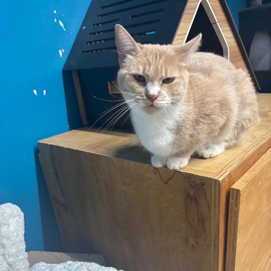 Enlarge Scotch, a Adoptable Domestic Short Hair in Hinesville, GA image 2/2