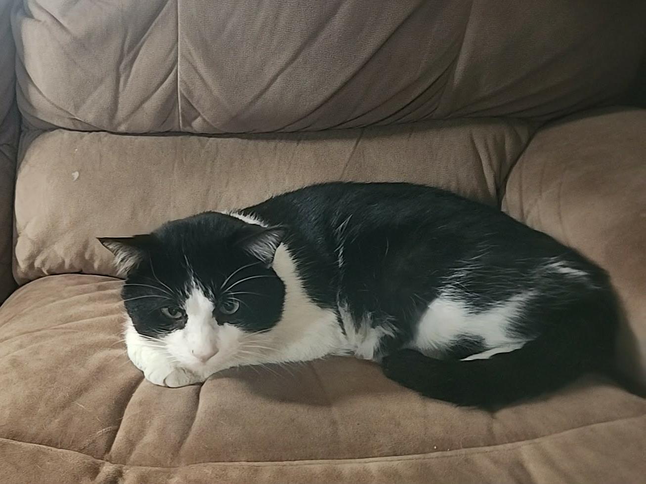 Beemer, a ADOPTABLE Domestic Short Hair in Hamilton, ON image 3/5