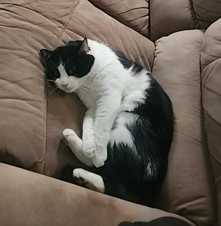 Beemer, a ADOPTABLE Domestic Short Hair in Hamilton, ON image 4/5