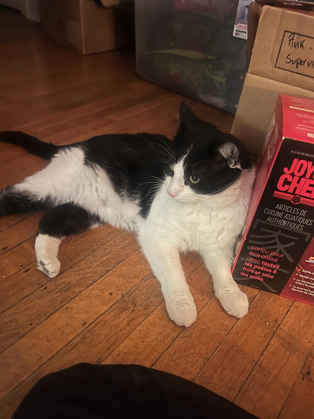 Beemer, a ADOPTABLE Domestic Short Hair in Hamilton, ON image 1/5