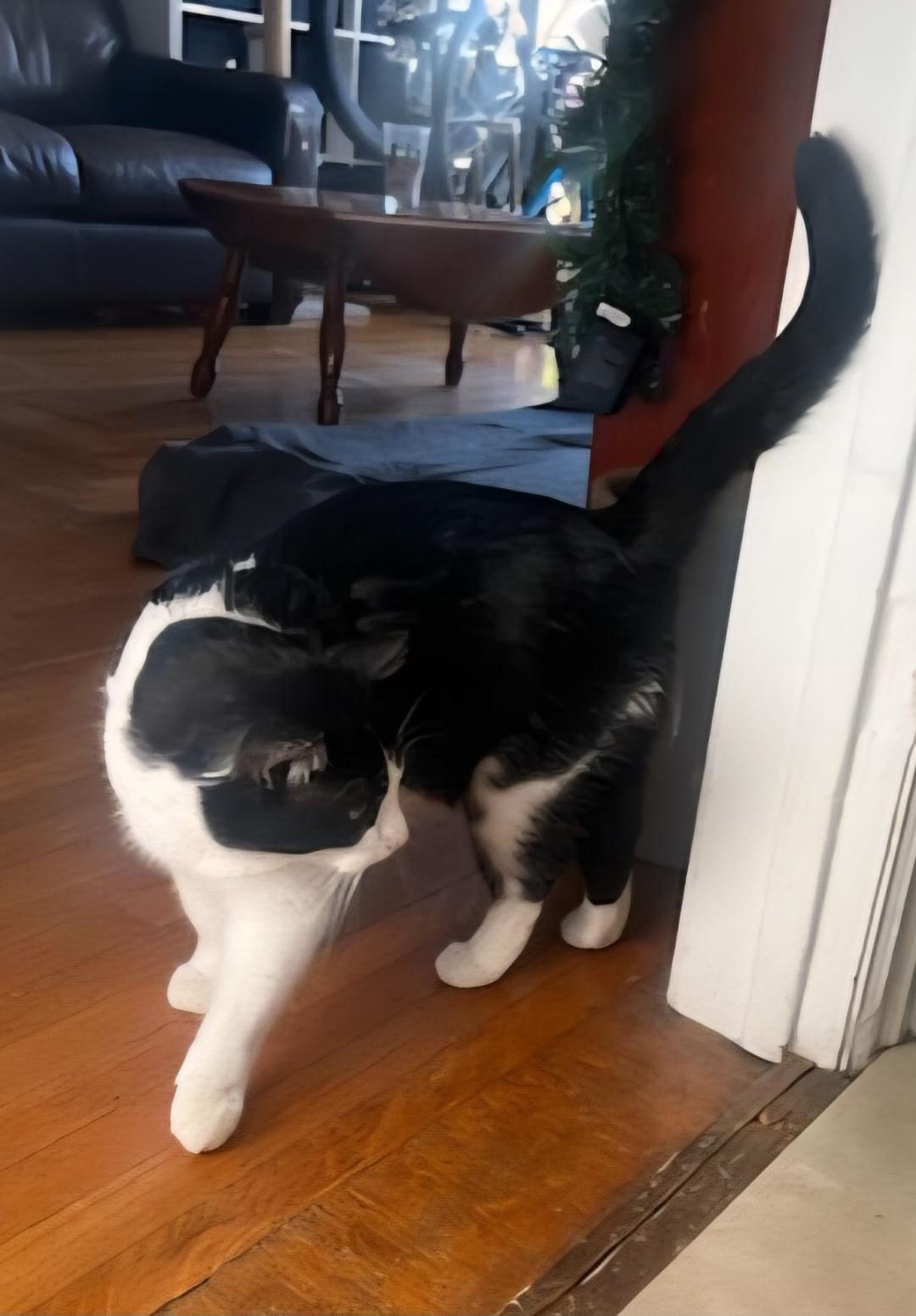 Beemer, a ADOPTABLE Domestic Short Hair in Hamilton, ON image 5/5