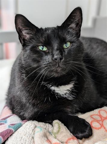 SAVANNAH, Adoptable, Adult Female Domestic Short Hair.