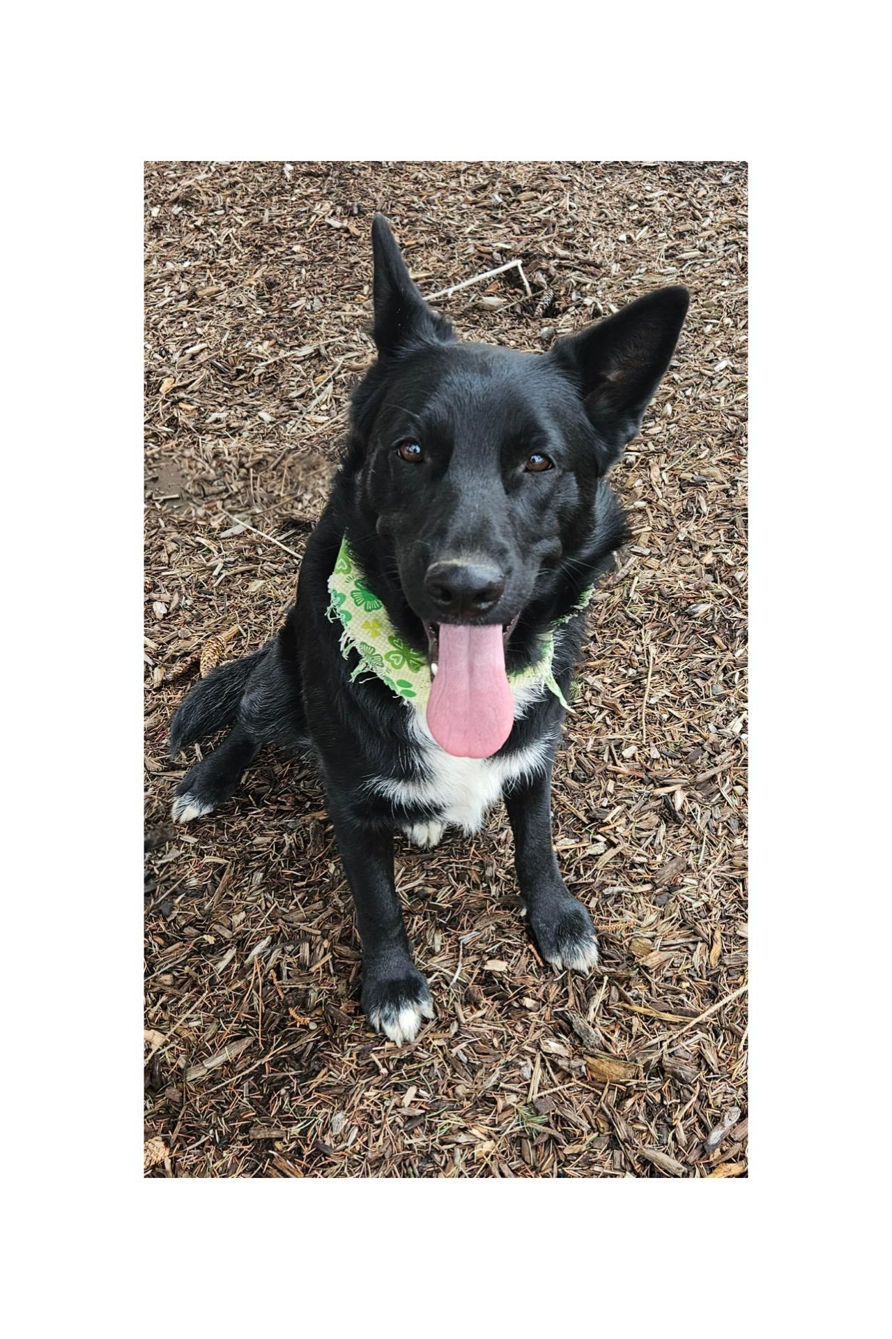 Enlarge Jules-Foster Needed asap!, a Adoptable mixed breed in Detroit, MI image 3/6