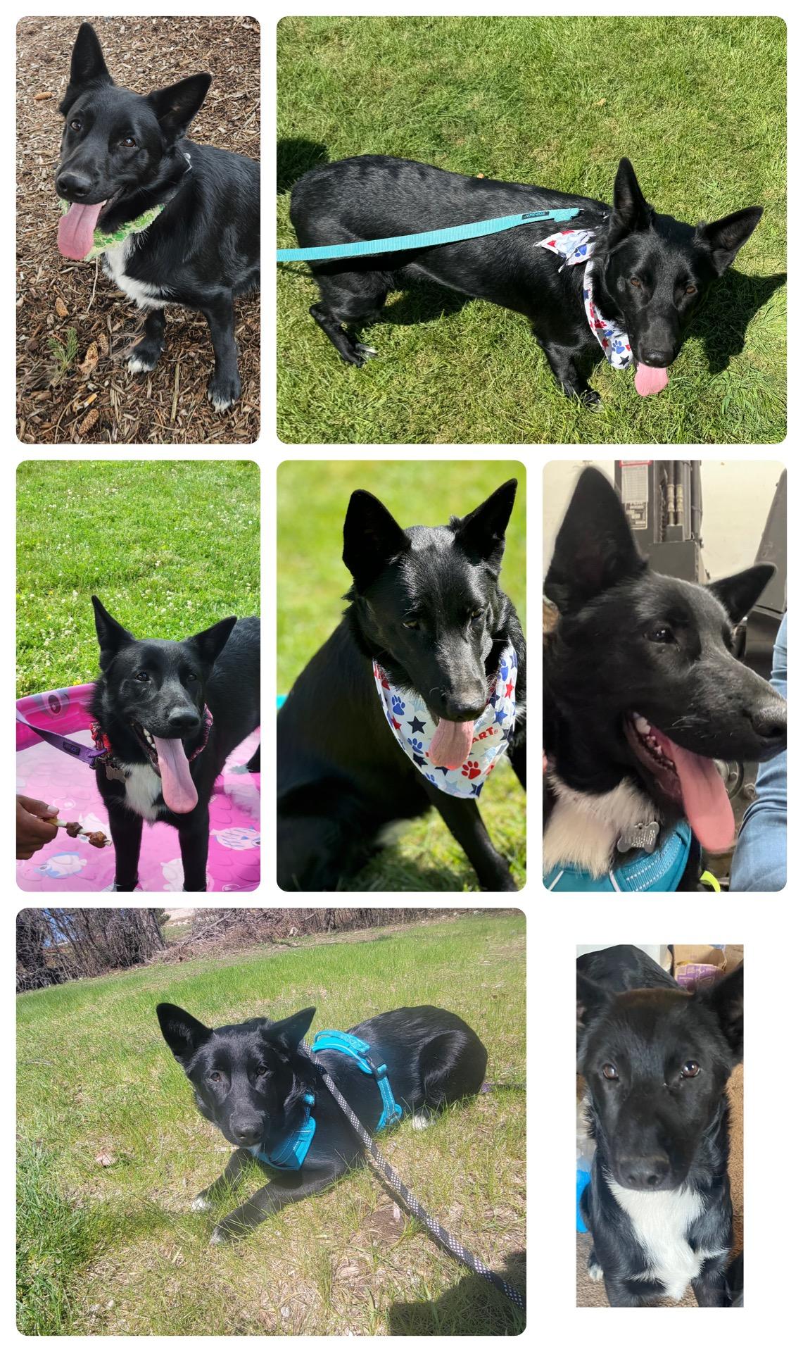 Enlarge Jules-Foster Needed asap!, a Adoptable mixed breed in Detroit, MI image 4/6