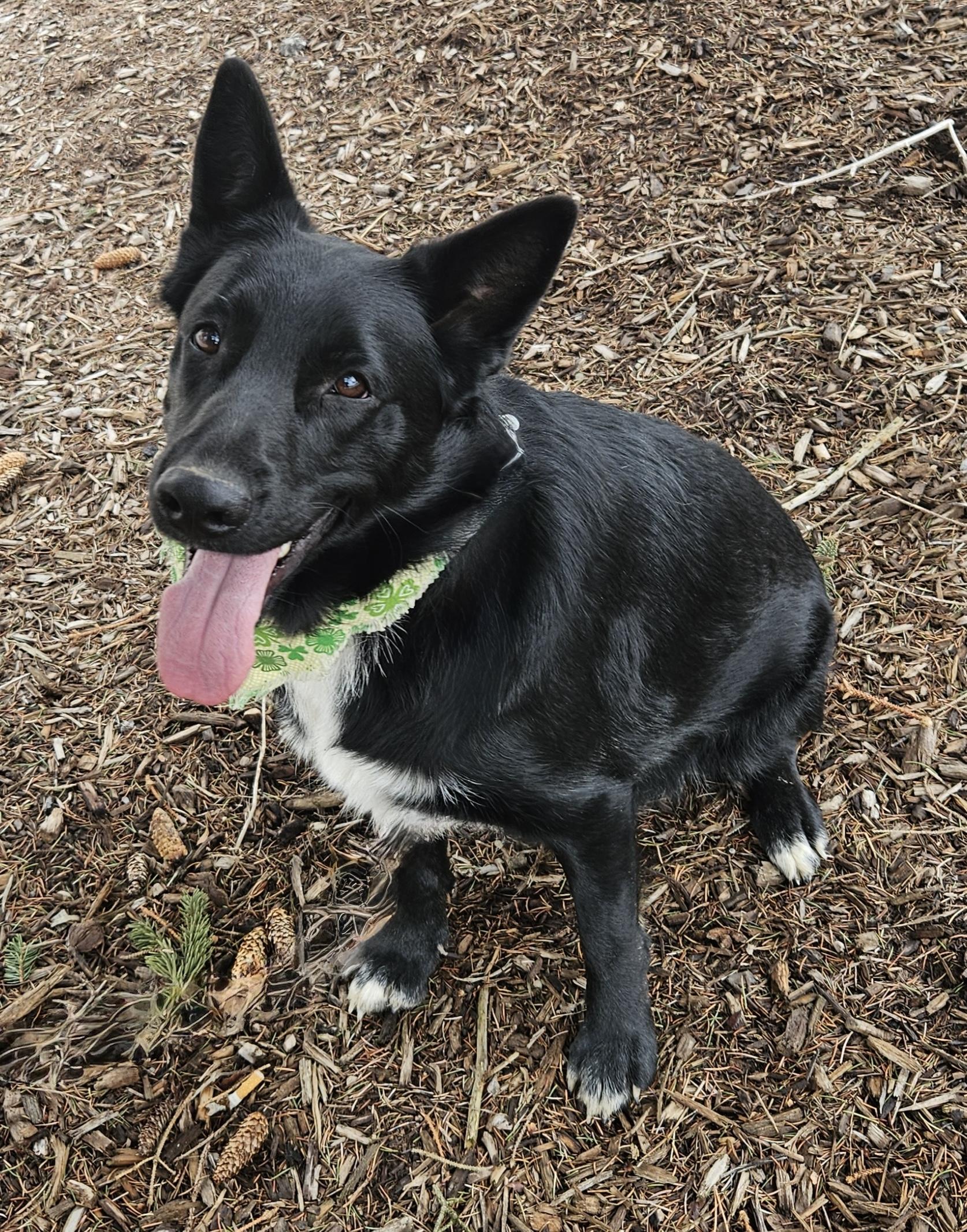 Jules-Foster Needed asap!, Adoptable, Adult Female Shepherd & Husky.