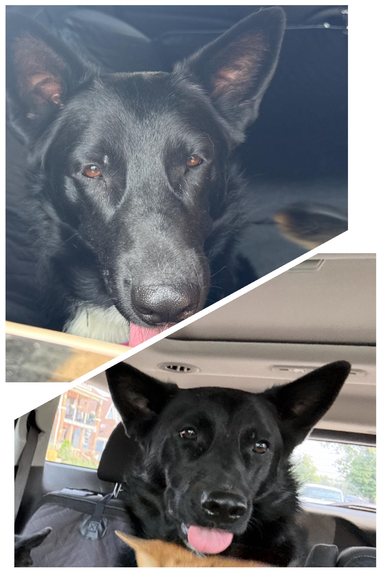 Enlarge Jules-Foster Needed asap!, a Adoptable mixed breed in Detroit, MI image 2/6