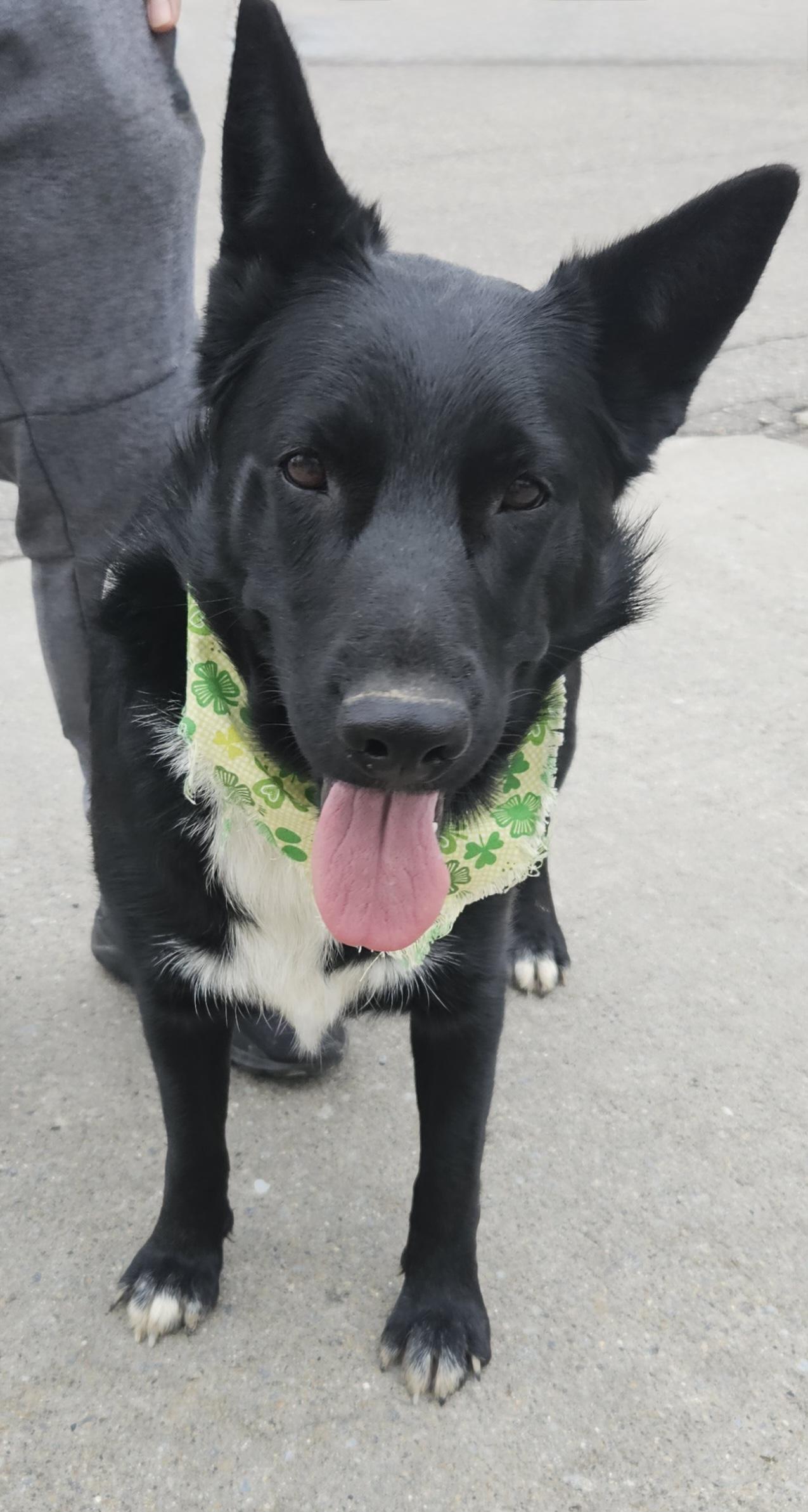 Enlarge Jules-Foster Needed asap!, a Adoptable mixed breed in Detroit, MI image 5/6