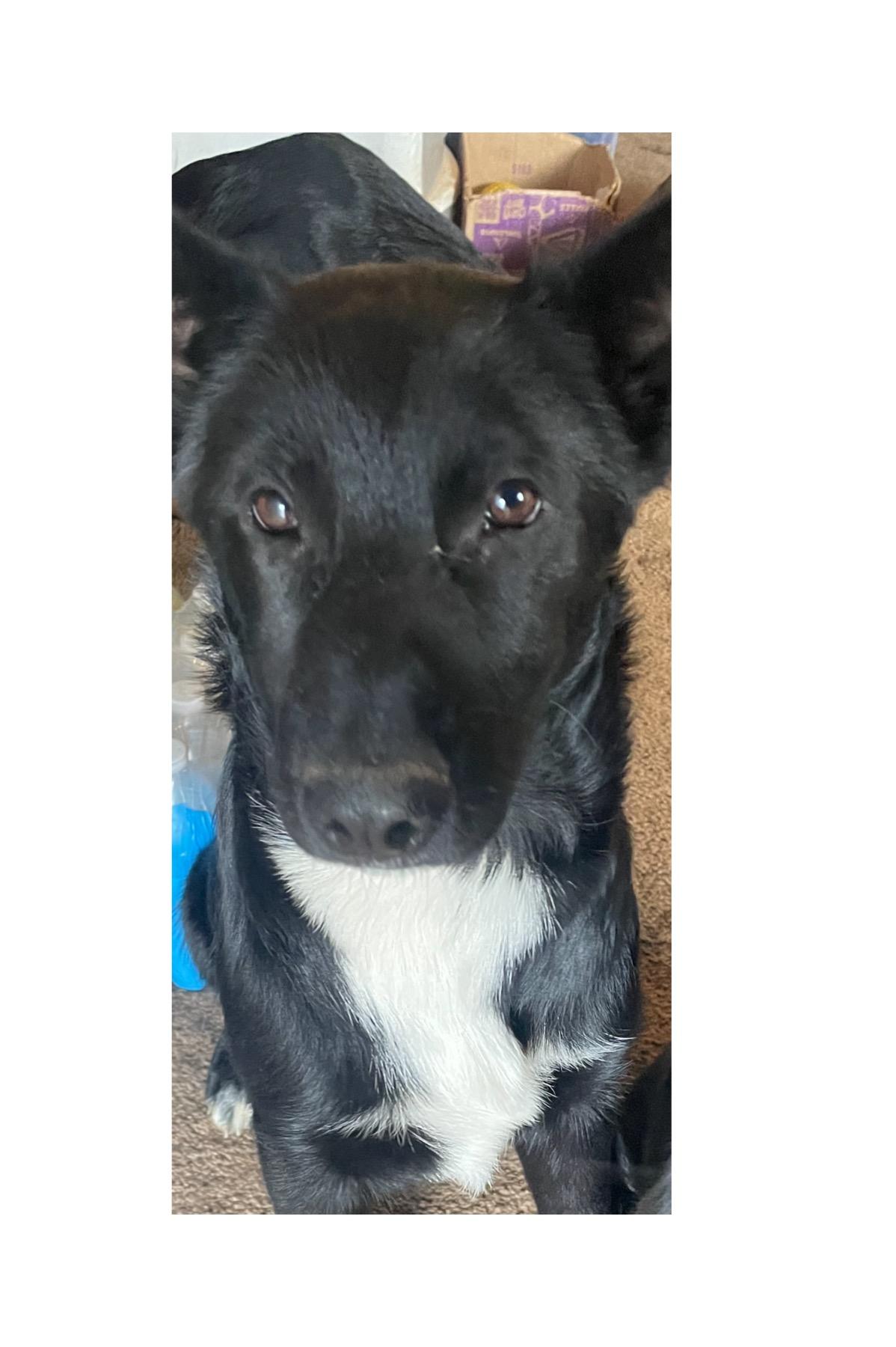 Enlarge Jules-Foster Needed asap!, a Adoptable mixed breed in Detroit, MI image 6/6