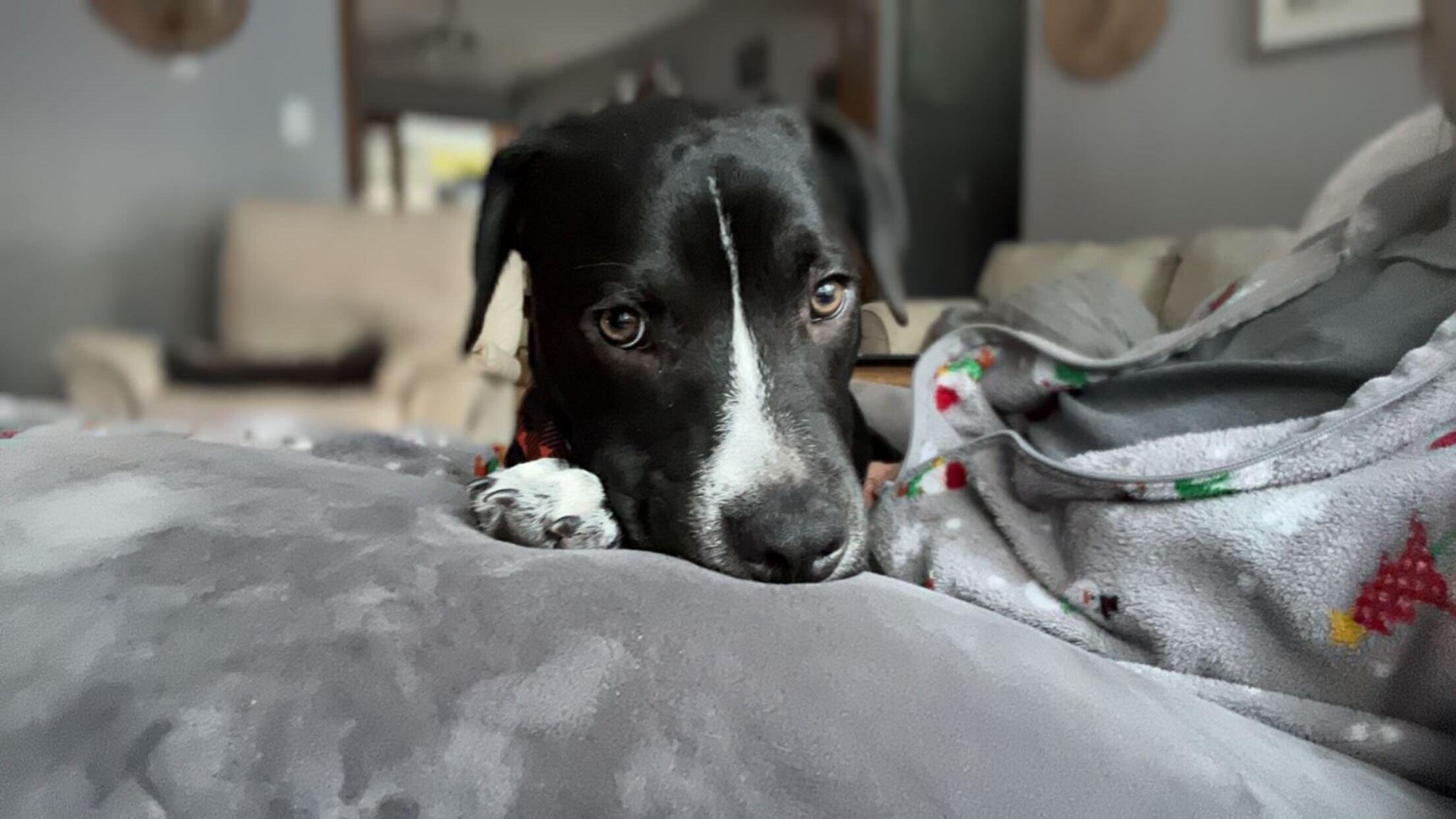 Enlarge Roscoe p Coletrain (Courtesy Post), a Adoptable mixed breed in Queenstown, MD image 2/3