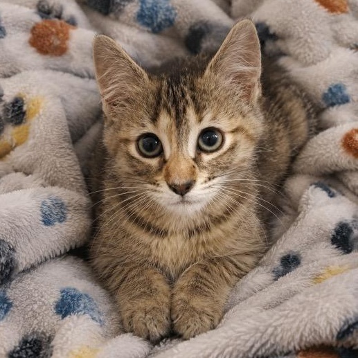 Enlarge Lexi, a Adoptable Torbie in Andover, MN image 2/2